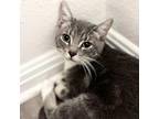Adopt Tibbs a Gray, Blue or Silver Tabby Domestic Shorthair (short coat) cat in