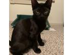 Adopt Cormac a All Black Domestic Shorthair / Mixed cat in St Paul