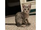 Adopt Amren a Gray or Blue Domestic Shorthair / Mixed cat in St Paul