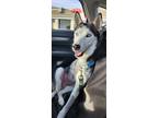 Adopt Freyja a White - with Black Siberian Husky / Mixed dog in Los Angeles