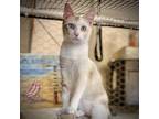 Adopt Amber a Cream or Ivory Siamese (short coat) cat in New Braunfels