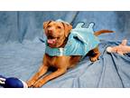 Adopt Mocha (Mocoa) *Sponsored Adoption a Labrador Retriever / Hound (Unknown