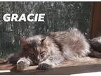 Adopt Gracie a Gray, Blue or Silver Tabby Maine Coon (long coat) cat in New