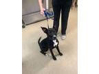 Adopt Kelly a Black American Pit Bull Terrier / German Shepherd Dog / Mixed dog