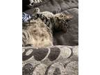 Adopt Butters a Tan or Fawn Tabby American Shorthair / Mixed (short coat) cat in