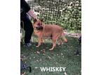 Adopt Whiskey a Tan/Yellow/Fawn - with Black Shepherd (Unknown Type) / Husky /