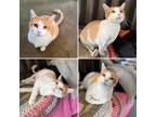 Adopt Dog a Orange or Red Domestic Shorthair / Domestic Shorthair / Mixed cat in