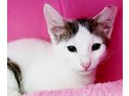 Adopt Domino 071523 a White Domestic Shorthair / Domestic Shorthair / Mixed cat