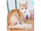 Adopt Luis 072023 a Orange or Red Domestic Shorthair / Domestic Shorthair /