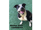 Adopt Mama June - Stray a Black American Pit Bull Terrier / Mixed dog in Wilkes