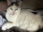 Adopt Luna a White (Mostly) Domestic Shorthair (short coat) cat in Lebanon