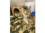 Adopt Victory a Gray or Blue Domestic Shorthair / Domestic Shorthair / Mixed cat