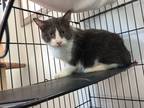 Adopt Sassy a Gray or Blue Domestic Shorthair (short coat) cat in Lebanon