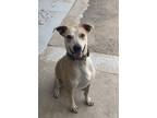 Adopt Barnabus a Tan/Yellow/Fawn - with White Australian Cattle Dog / Labrador