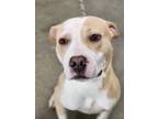 Adopt STUDDLY a American Staffordshire Terrier / Mixed dog in Midwest City