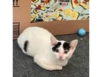 Adopt Twizzler a White Domestic Shorthair / Mixed cat in Jefferson City