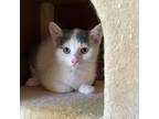 Adopt Twix a White Domestic Shorthair / Mixed cat in Jefferson City