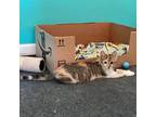Adopt Skittles a Calico or Dilute Calico Domestic Shorthair / Mixed cat in