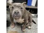 Adopt Winifred a Gray/Blue/Silver/Salt & Pepper Mixed Breed (Medium) / Mixed dog