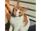 Adopt Nikki a White Domestic Shorthair / Domestic Shorthair / Mixed cat in