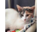 Adopt Motley a White Domestic Shorthair / Domestic Shorthair / Mixed cat in