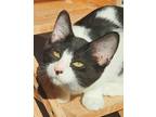 Adopt Crew a All Black Domestic Shorthair / Domestic Shorthair / Mixed cat in