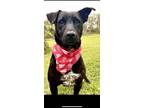 Adopt Beauty a Black Labrador Retriever / Mixed dog in Gulfport, MS (38727475)