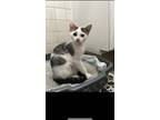 Adopt Romeo a Cream or Ivory Domestic Shorthair / Mixed (short coat) cat in