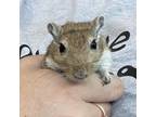 Adopt Astrid (Bonded to Nimona and Anise) a Gerbil small animal in West Des