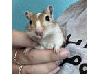 Adopt Anise (Bonded to Astrid and Nimona) a Gerbil small animal in West Des