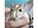 Adopt Nimona (Bonded to Anise and Astrid) a Gerbil small animal in West Des