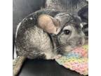 Adopt Juniper (Bonded to Jade and Jill) a Chinchilla small animal in West Des