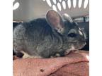 Adopt Jade (Bonded to Jill and Juniper) a Chinchilla small animal in West Des