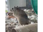 Adopt Castiel (Bonded to Crowley) a Gerbil small animal in West Des Moines
