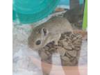 Adopt Crowley (Bonded to Castiel) a Gerbil small animal in West Des Moines