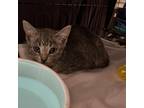 Adopt Barrel a Gray or Blue Domestic Shorthair / Mixed cat in Lindenwold
