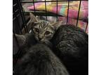 Adopt Shock a Brown or Chocolate Domestic Shorthair / Mixed cat in Lindenwold