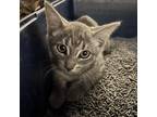 Adopt Lock a Gray or Blue Domestic Shorthair / Mixed cat in Lindenwold