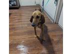 Adopt Reba a Redbone Coonhound / Mixed dog in Milton, FL (38727344)