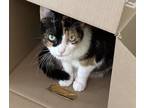 Adopt Joillyn a Calico or Dilute Calico Domestic Shorthair (short coat) cat in