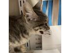 Adopt Dede a Gray or Blue Domestic Shorthair / Mixed cat in Yuma, AZ (38727285)