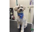 Adopt Patty Poodle a Tan/Yellow/Fawn Poodle (Miniature) / Shih Tzu / Mixed dog