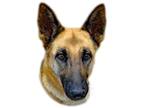 Adopt Jackie a Tan/Yellow/Fawn - with Black Shepherd (Unknown Type) / Mixed dog