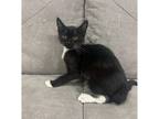 Adopt Masala a All Black Domestic Shorthair / Mixed cat in San Jose