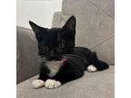 Adopt Tikka a All Black Domestic Shorthair / Mixed cat in San Jose