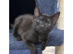 Adopt Gigi a All Black Domestic Shorthair / Mixed cat in Fort Lauderdale
