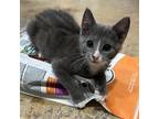 Adopt Kaiya a Gray or Blue Domestic Shorthair / Mixed cat in Fort Lauderdale
