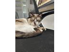 Adopt Patches a Siamese cat in Honolulu, HI (38726350)