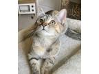 Adopt KIRBY a Domestic Shorthair / Mixed (short coat) cat in Mooresvillle