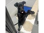 Adopt Maria a Black Terrier (Unknown Type, Small) / Mixed dog in Clarksdale
